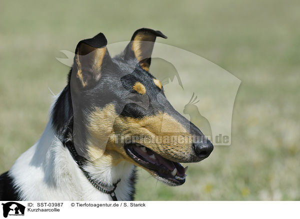 Kurzhaarcollie / shorthaired Collie / SST-03987