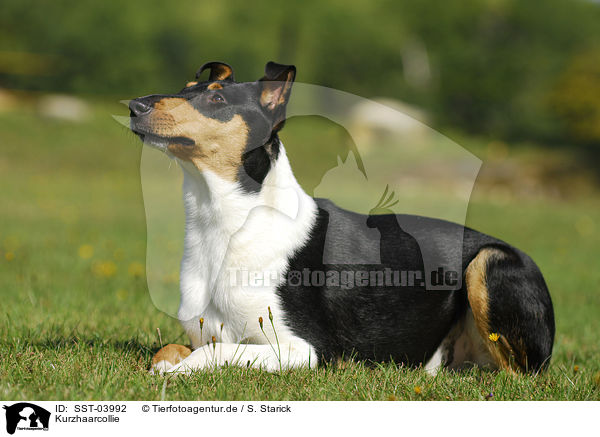 Kurzhaarcollie / shorthaired Collie / SST-03992