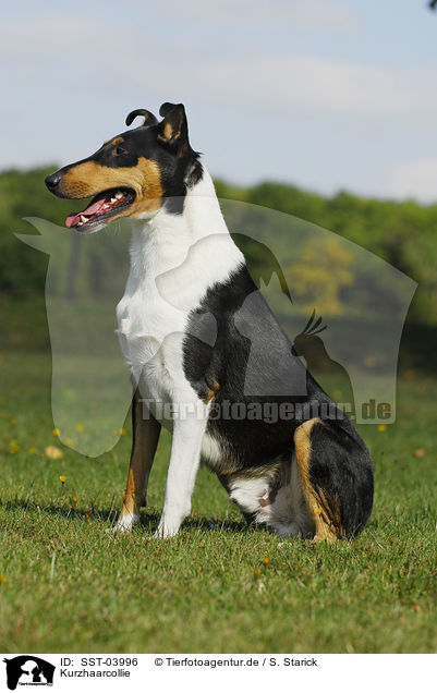 Kurzhaarcollie / shorthaired Collie / SST-03996