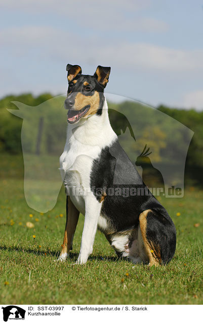 Kurzhaarcollie / shorthaired Collie / SST-03997