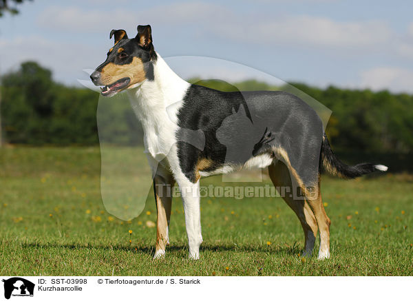 Kurzhaarcollie / shorthaired Collie / SST-03998