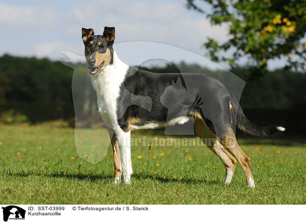 Kurzhaarcollie / shorthaired Collie / SST-03999