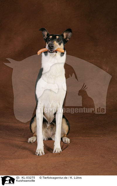 Kurzhaarcollie / shorthaired collie / KL-03275