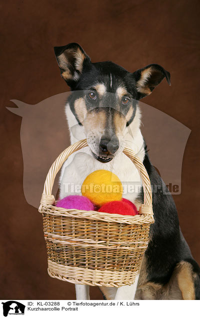 Kurzhaarcollie Portrait / shorthaired collie portrait / KL-03288