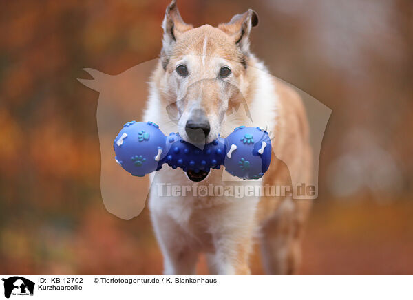 Kurzhaarcollie / shorthaired Collie / KB-12702