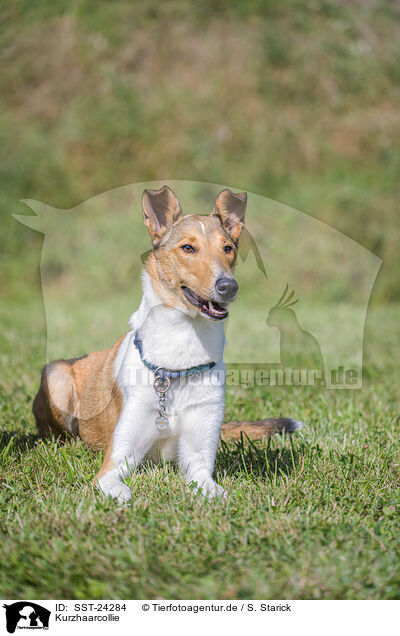 Kurzhaarcollie / shorthaired Collie / SST-24284