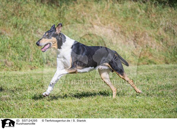 Kurzhaarcollie / shorthaired Collie / SST-24295