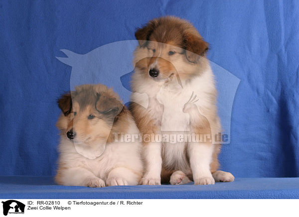 Zwei Collie Welpen / two Collie Puppies / RR-02810