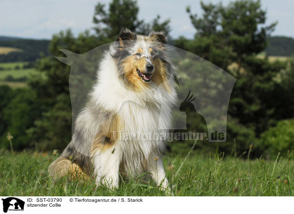 sitzender Collie / sitting Collie / SST-03790