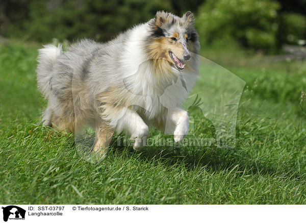 Langhaarcollie / Collie / SST-03797