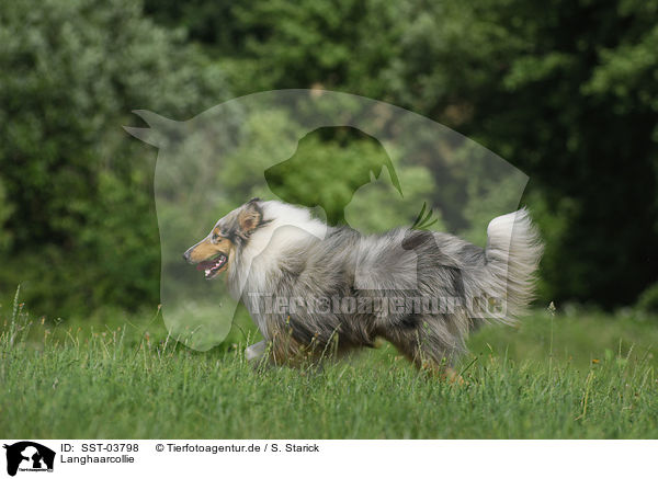 Langhaarcollie / Collie / SST-03798