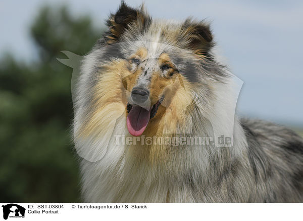 Collie Portrait / Collie Portrait / SST-03804