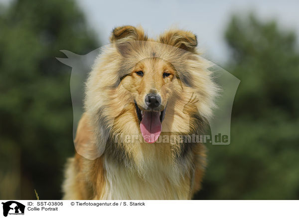 Collie Portrait / Collie Portrait / SST-03806