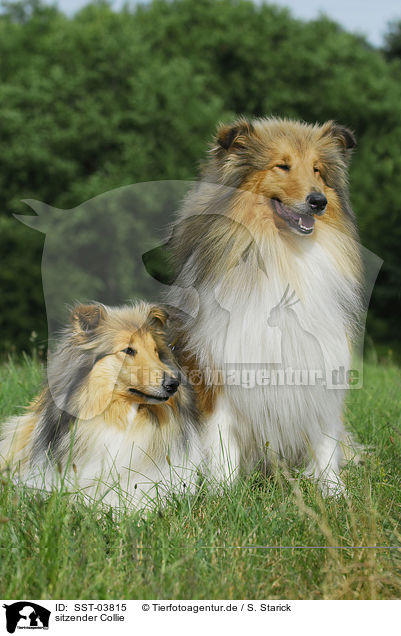 sitzender Collie / sitting Collie / SST-03815