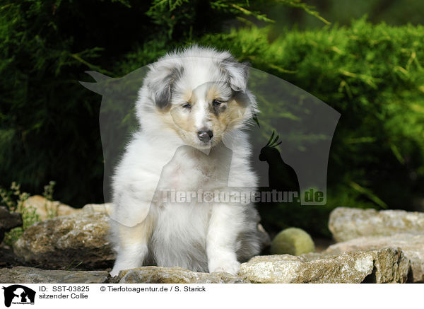 sitzender Collie / sitting Collie / SST-03825