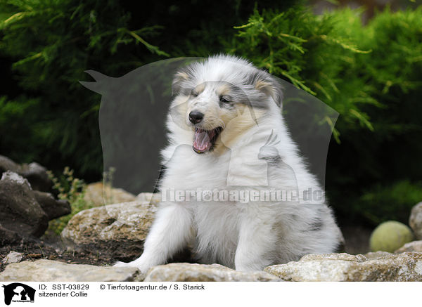 sitzender Collie / sitting Collie / SST-03829