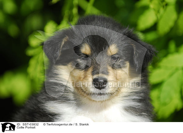 Collie Portrait / Collie Portrait / SST-03832