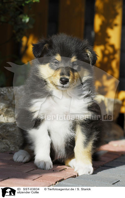 sitzender Collie / sitting Collie / SST-03834