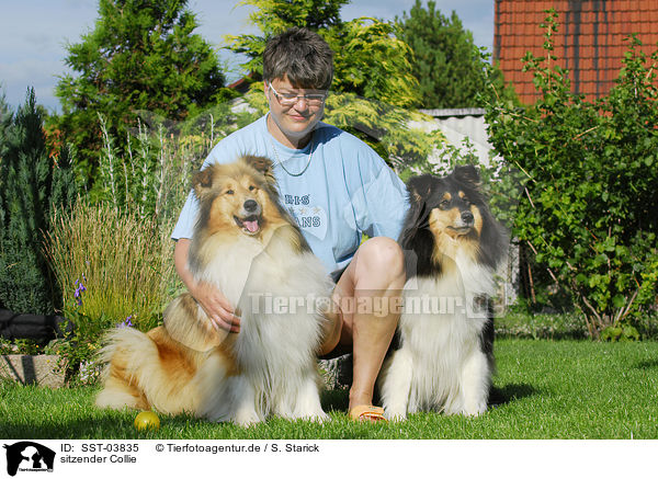 sitzender Collie / sitting Collie / SST-03835