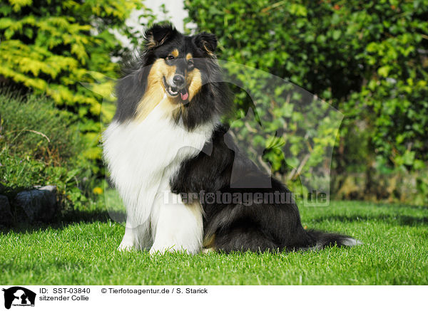 sitzender Collie / sitting Collie / SST-03840