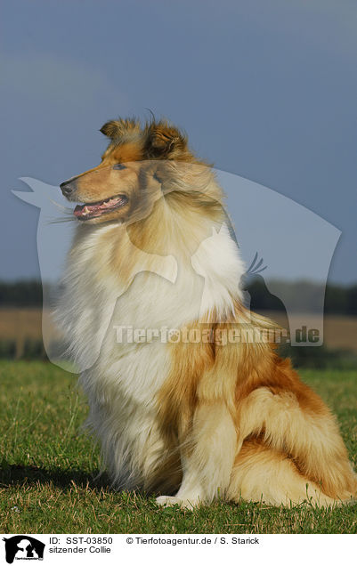 sitzender Collie / sitting Collie / SST-03850