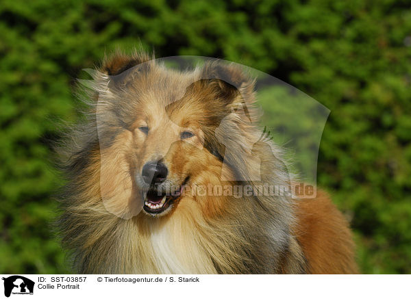 Collie Portrait / Collie Portrait / SST-03857