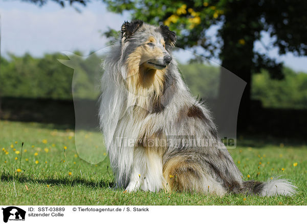 sitzender Collie / sitting Collie / SST-03889