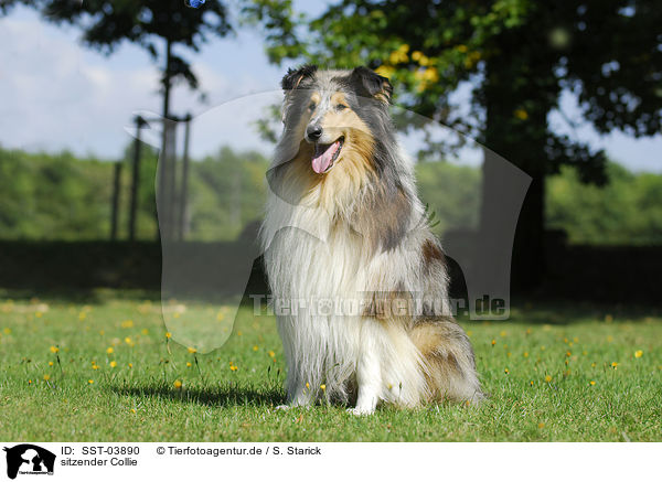 sitzender Collie / sitting Collie / SST-03890