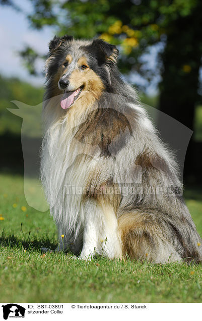 sitzender Collie / sitting Collie / SST-03891