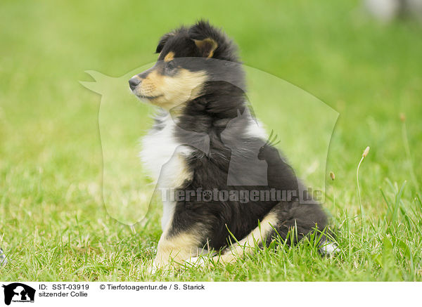 sitzender Collie / sitting Collie / SST-03919