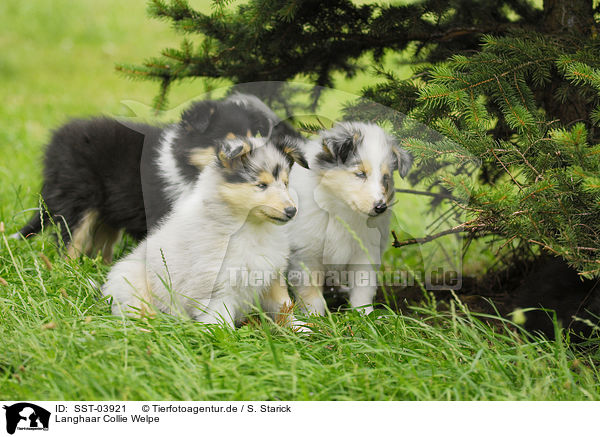 Langhaar Collie Welpe / Collie puppy / SST-03921