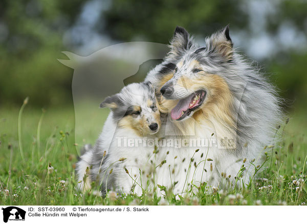 Collie Hndin mit Welpen / Collie she-dog with puppy / SST-03960