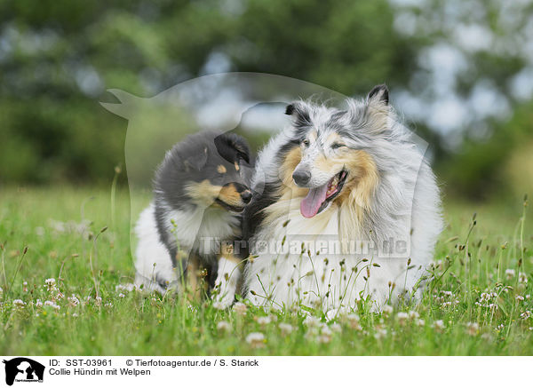 Collie Hndin mit Welpen / Collie she-dog with puppy / SST-03961