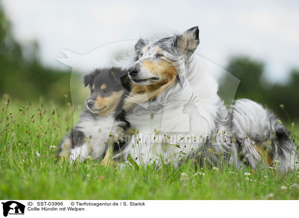Collie Hndin mit Welpen / Collie she-dog with puppy / SST-03966