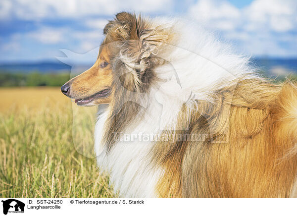 Langhaarcollie / longhaired Collie / SST-24250