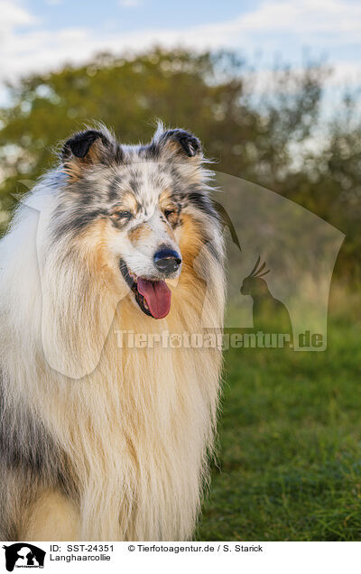 Langhaarcollie / longhaired Collie / SST-24351