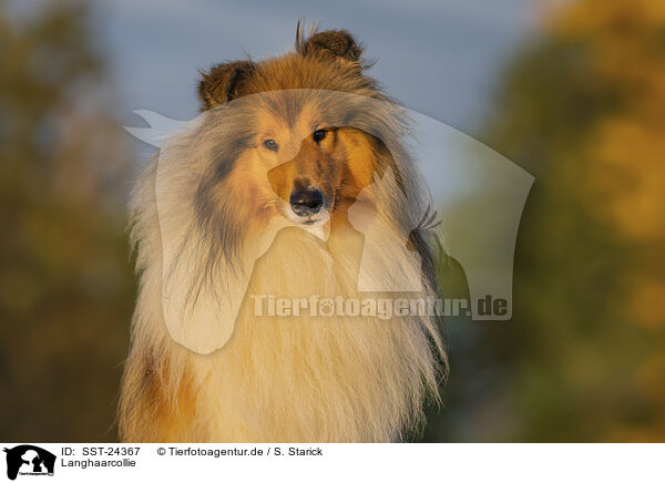 Langhaarcollie / longhaired Collie / SST-24367