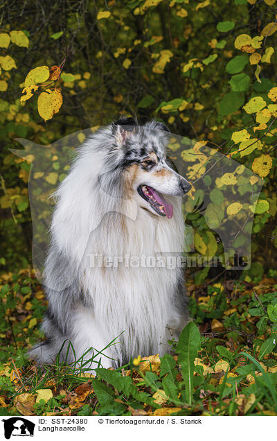 Langhaarcollie / longhaired Collie / SST-24380