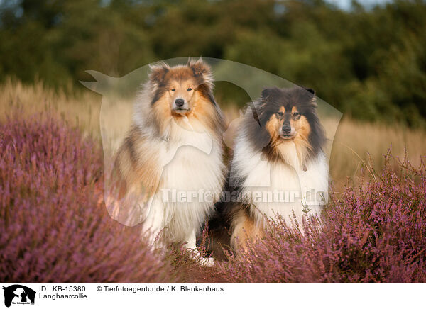 Langhaarcollie / longhaired Collie / KB-15380