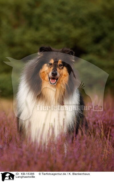 Langhaarcollie / longhaired Collie / KB-15386