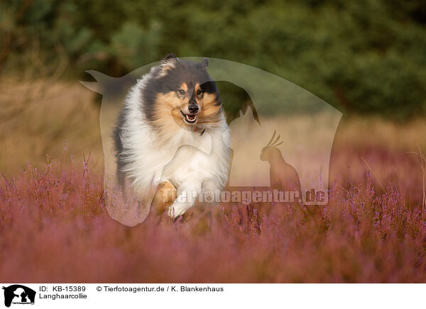 Langhaarcollie / longhaired Collie / KB-15389