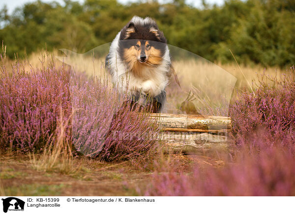 Langhaarcollie / longhaired Collie / KB-15399