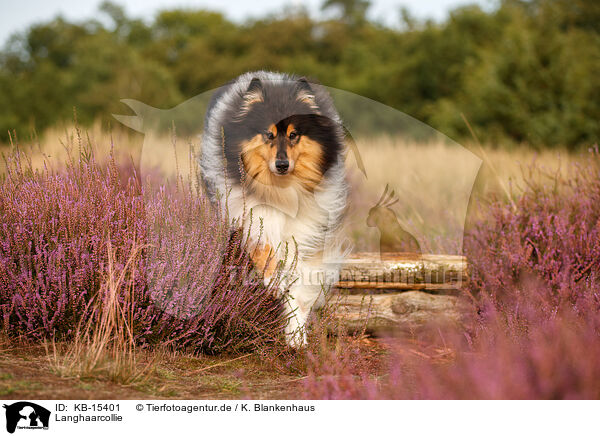 Langhaarcollie / longhaired Collie / KB-15401