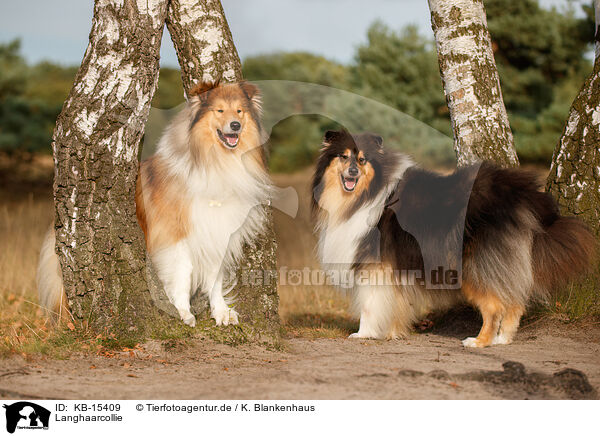 Langhaarcollie / longhaired Collie / KB-15409