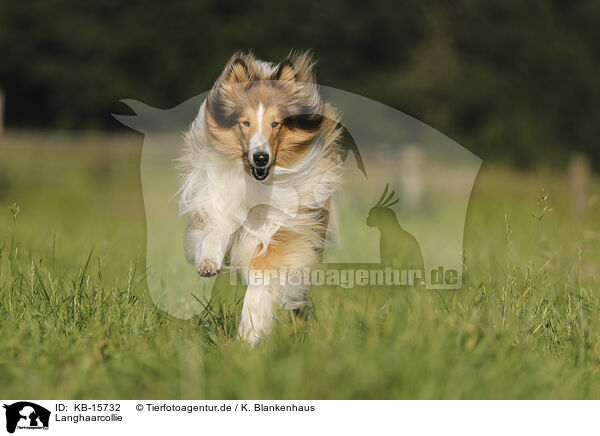 Langhaarcollie / longhaired Collie / KB-15732