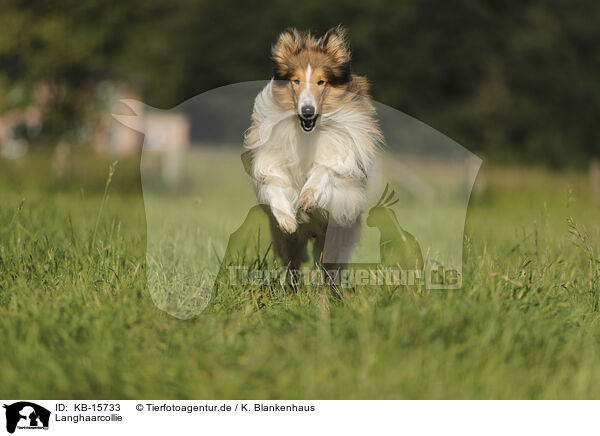 Langhaarcollie / longhaired Collie / KB-15733