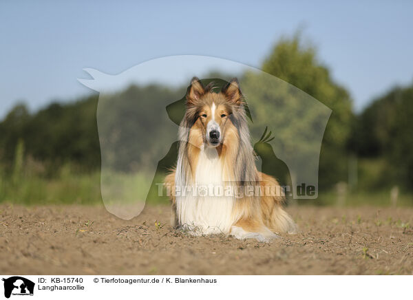 Langhaarcollie / longhaired Collie / KB-15740