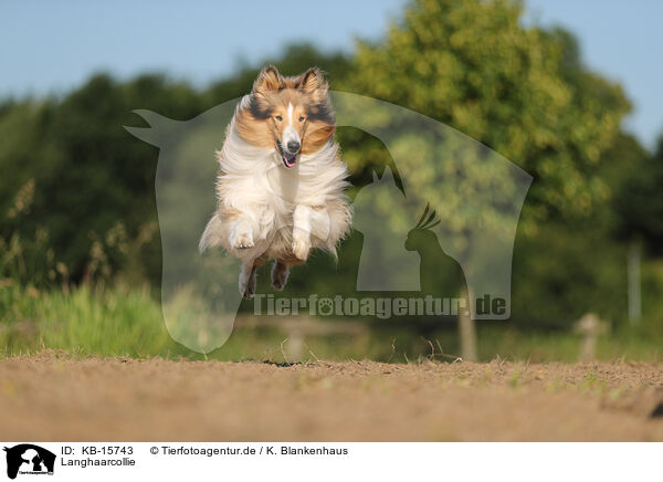 Langhaarcollie / longhaired Collie / KB-15743