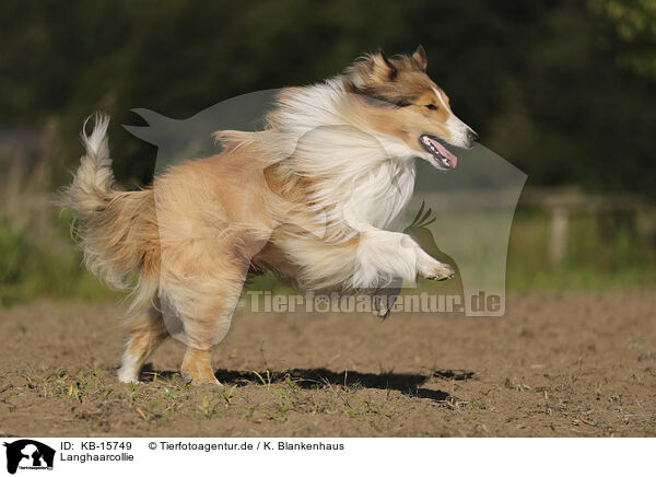 Langhaarcollie / longhaired Collie / KB-15749