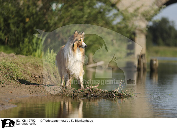 Langhaarcollie / longhaired Collie / KB-15752